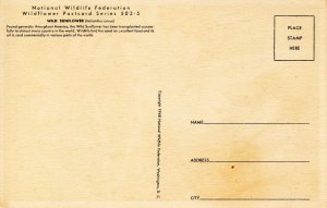 Wild Sunflower    Artist: Weber