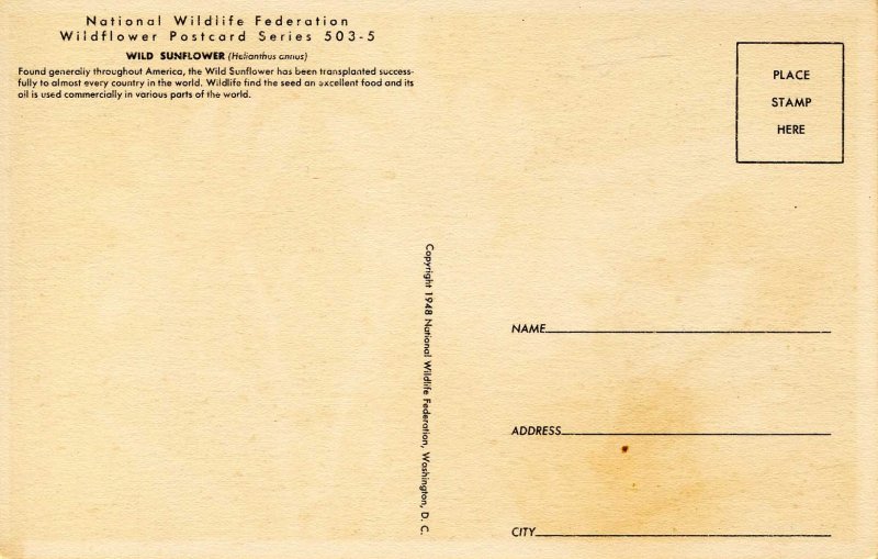 Wild Sunflower    Artist: Weber