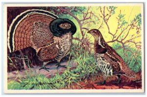 Ruffed Grouse Partridge Cock Hen America Wildlife Lynn Bogue Hunt Postcard