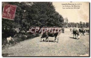 Lamotte Beuvron Old Postcard The St Maurice colony cows grazing