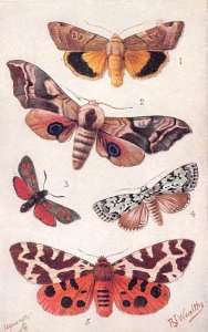 British Moths British Moths