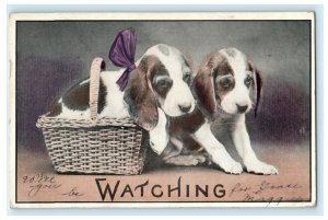 Basset Hound Wicker Basket Watching Bow 1913 Jackson Michigan Antique Postcard 