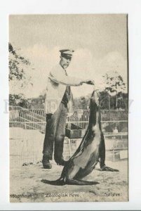 423546 Denmark Copenhagen ZOO Sea Lion Vintage postcard