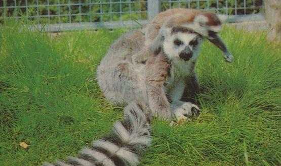 Ring Tailed Lemur 1970s Colchester Essex Zoo Rare Postcard