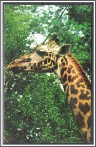 Giraffe National Zoological Park - [MX-077]