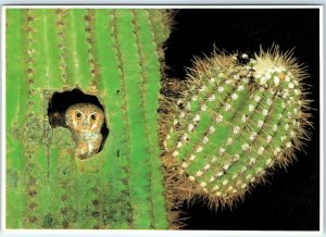 c1970s Pub. Phoenix, AZ Elk Owl Giant Saguaro Cactus Nest Frameable 4x6 PC M10