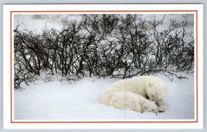 Polar Bears, Frozen Marsh, Hudson’s Bay Canada, National Geographic Postcard