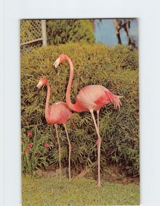 Postcard Flamingos as seen at Ross Allen's Reptile Institute, Silver Springs, FL