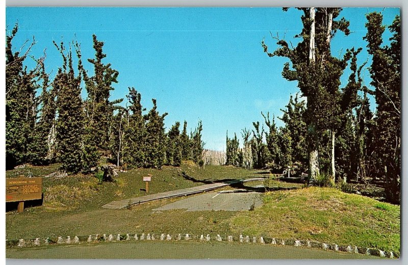 Devastation Trail New Foliage After 1959 Kilauea Iki Eruption Hawaii Postcard