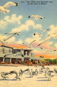 FL - Sarasota, Seagulls over the Lido                                        ...