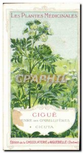 Chromo Chocolaterie d & # 39Aiguebelle Plants Medicinales Cigue umbellifers C...