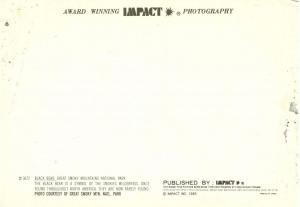 Black Bear in Great Smoky Mountain National Park