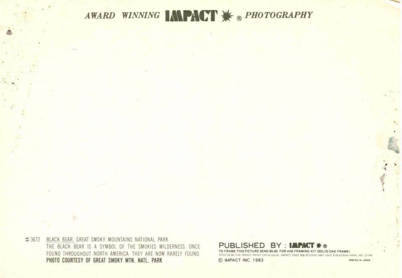 Black Bear in Great Smoky Mountain National Park