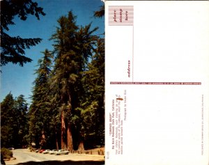 Compass Group, Big Basin Redwoods State Park, Calif. (15061