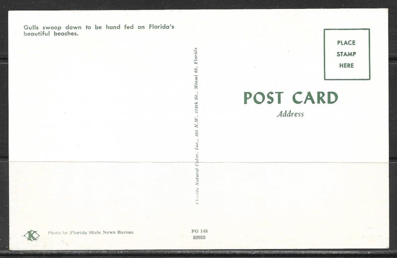 Florida - Hand Feeding Seagulls On The Beach - [FL- 480]