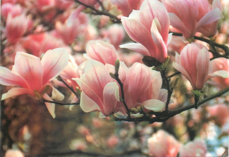 Magnolia blossom image Postcard