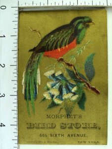 1882 Morphey's Bird Store Parrot Joe Watson Speaks 300 Words Rare Birds Card F96