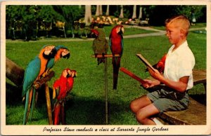 Florida Sarasota Jungle Gardens Young Boy and Colorful Macaws 1964