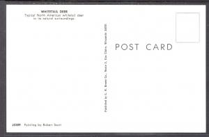 Whitetail Deer,Painting