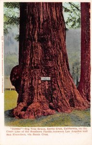 Jumbo-Big Tree Grove Santa Cruz California  