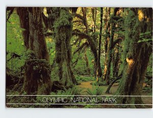 Postcard Rain Forest, Olympic National Park, Port Angeles, Washington
