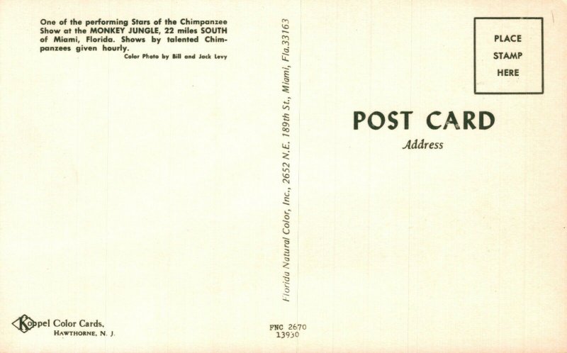 USA Chimpanzee Miami Florida Monkey Jungle Chrome Postcard 08.59