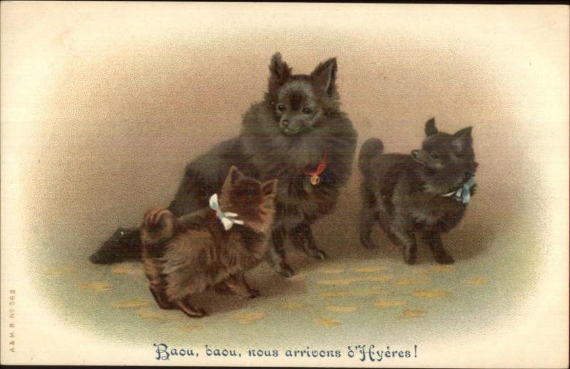 Dogs Poemranians? A&MB #562 French Hyeres c1910 Postcard