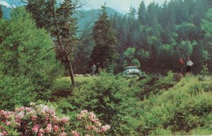 Rhododendron Flowers Newfound Gap, Smokey Mountains National Park Postcard