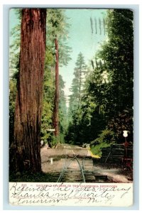 c.1910 Railroad Station, CA Redwood Forest Postcard F65 