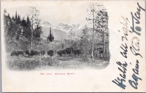 Buffalo Banff Alberta AB Alta No.1037A Grazing Buffalo 1905 Antique Postcard E24