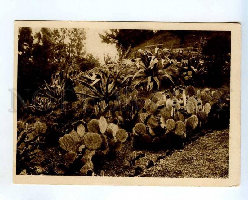 258757 Abkhazia Sukhumi cacti garden Ordzhonikidze rest house