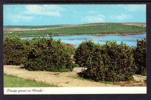 Orange Groves in Florida BIN