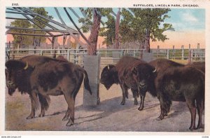 CHICAGO, Illinois, 1900-1910s; Buffaloes, Lincoln Park