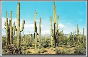 Arizona Giant Saguaro Cactus - [AZ-020]