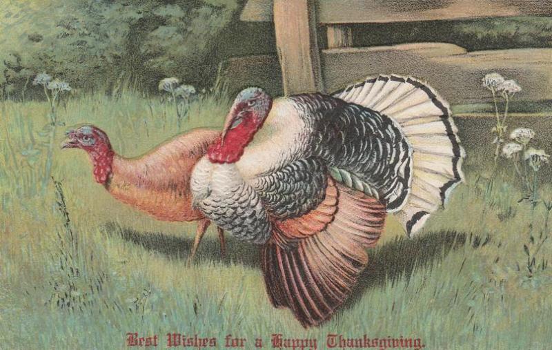 Best Wishes for a Happy Thanksgiving - Mr and Mrs Turkey - pm 1907 - DB