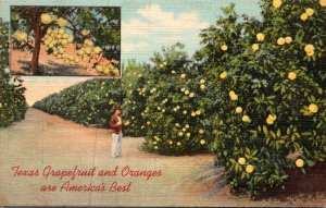 Texas Grapefruit and Oranges Are America's Best Curteich