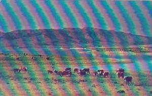 Utah Grazing Cattle On The Range