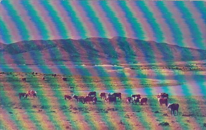 Utah Grazing Cattle On The Range