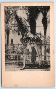 SAN DIEGO ZOO, California CA ~ Ugandi Giraffe LOFTY 1946  Postcard