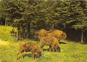 B25953 Bison Romania Hateg