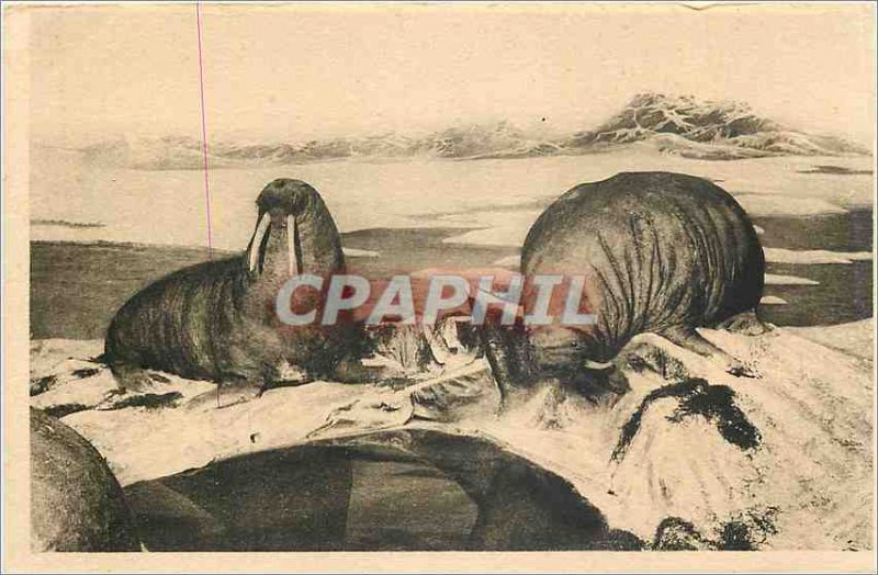 Old Postcard Galleries Duke of Orleans Walruses