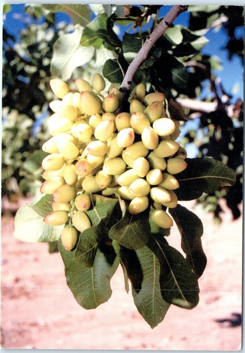 Postcard A cluster of pistachio nuts on a tree at Eagle Ranch