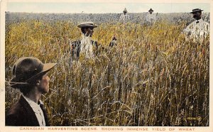 Canadian harvesting, Yield of Wheat Canada Farming Unused 