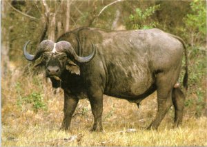 Postcard Buffalo at Kruger National Park in South Africa