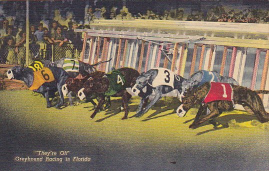 They're Off Greyhound Racing In Florida Curteich