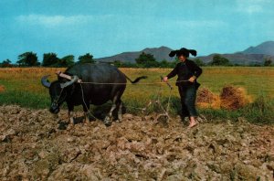 CONTINENTAL SIZE POSTCARD PEASANT WOMAN AND BUFFALO NEW TERRITORIES HONG KONG