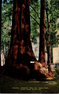 California Santa Cruz General Fremont Big Trees Park 1941