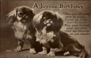 Cute Pair of Pekingese Dogs c1930 Birthday Real Photo Postcard rpx