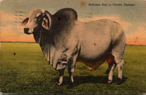 Bulls Brahman Bull In Florida Pasture 1950 Curteich