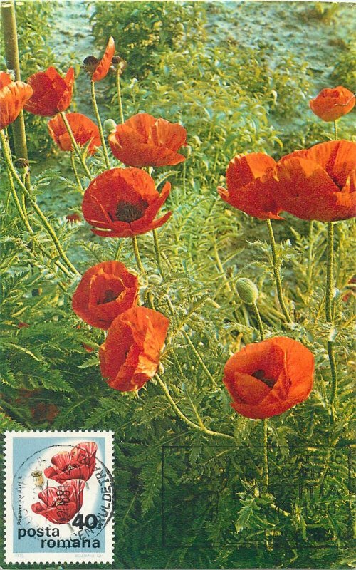 poppies wild flowers Postcard